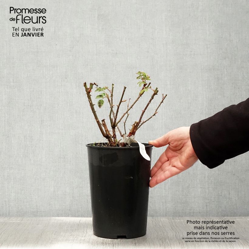 Amostra de Roseira inglesa Imogen Vaso de 4 L/5 L tal como entregue no inverno