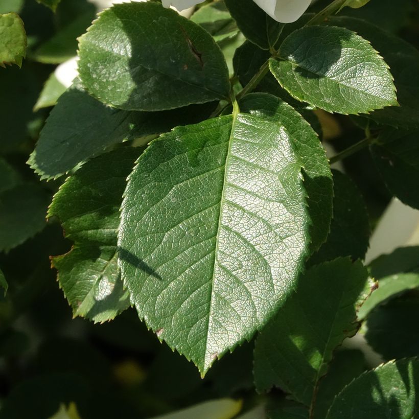 Roseira inglesa Imogen (Folhagem)