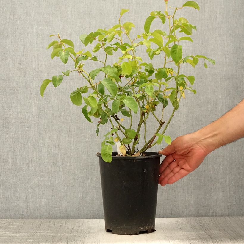 Amostra de Roseira inglesa James L Austin Vaso de 3 L/4 L tal como entregue no verão