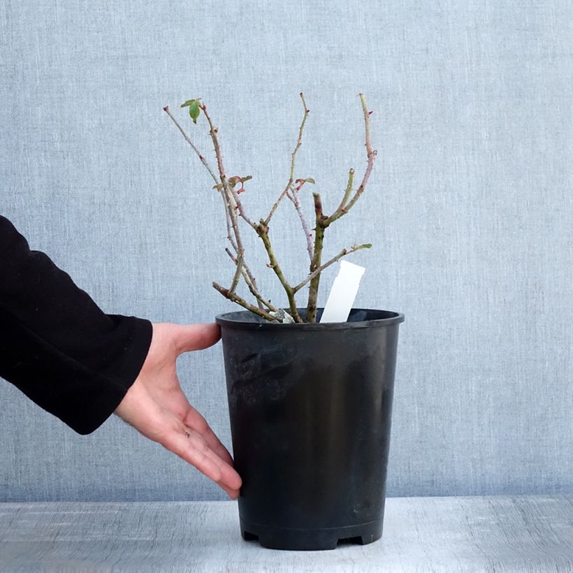 Amostra de Rosier David Austin James L. Austin  Vaso de 3 L/4 L tal como entregue no inverno