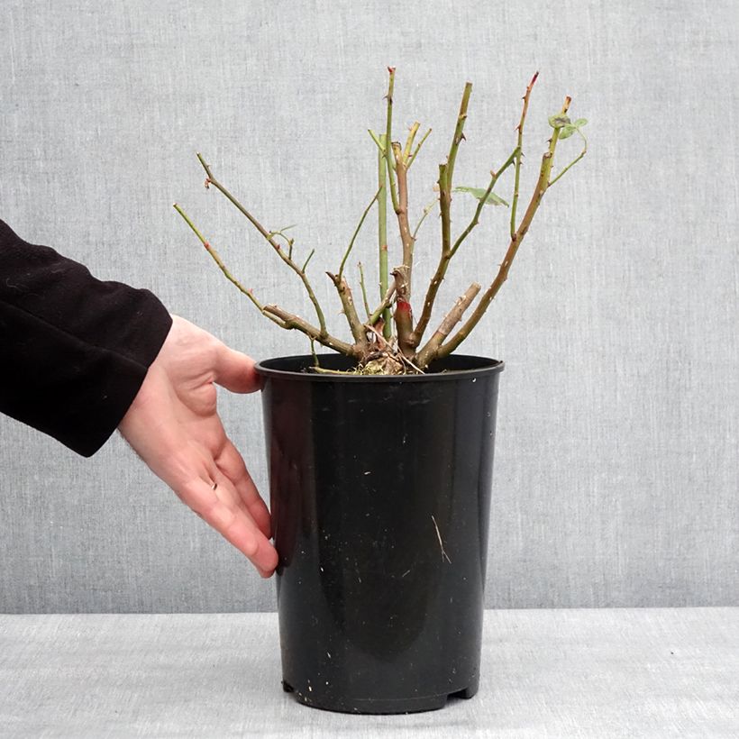 Amostra de Roseira inglesa Lady of Shalott Vaso de 4 L/5 L tal como entregue no inverno