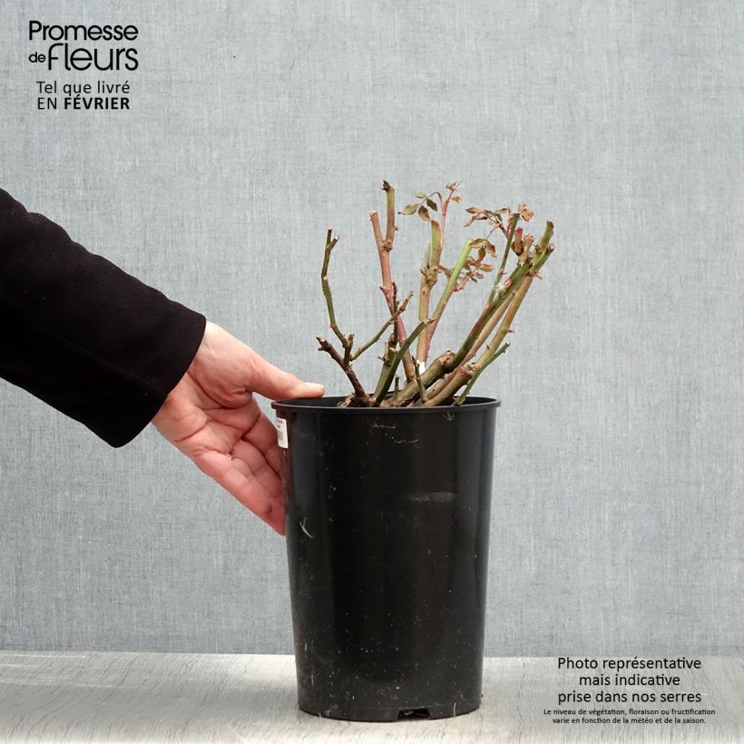 Amostra de Rosier David Austin Lichfield Angel  Vaso de 4 L/5 L tal como entregue no inverno