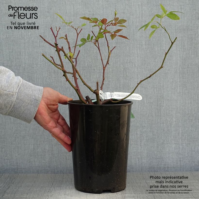 Amostra de Roseira inglesa Malvern Hills Vaso de 4 L/5 L tal como entregue no outono