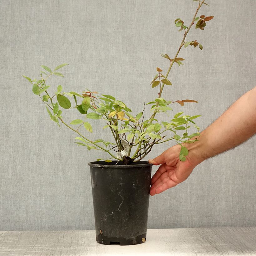 Amostra de Roseira inglesa Malvern Hills Vaso de 4 L/5 L tal como entregue no verão