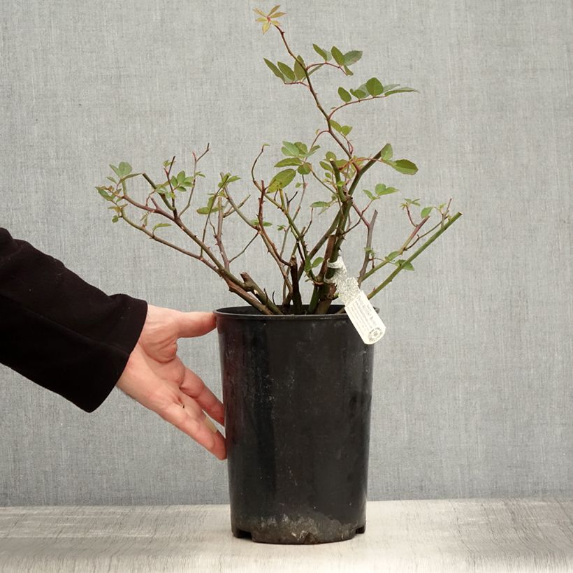 Amostra de Roseira inglesa Malvern Hills Vaso de 4 L/5 L tal como entregue no inverno