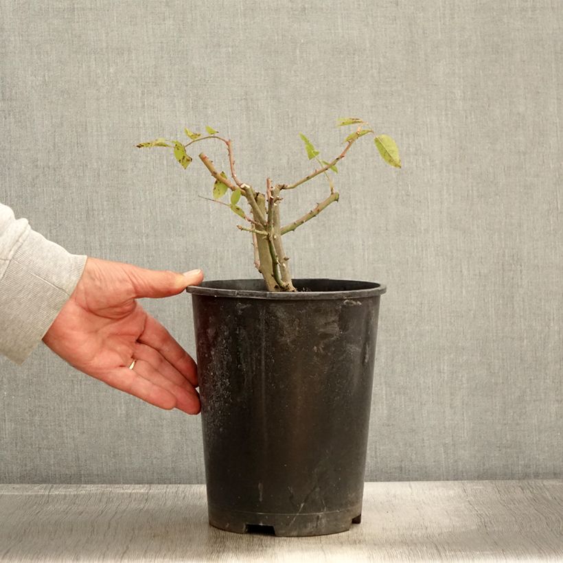 Amostra de Rosier David Austin Mary Rose Pot de 4L/5L tal como entregue no outono