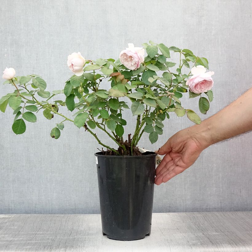 Amostra de Roseira inglesa Olivia Rose Austin Vaso de 4 L/5 L tal como entregue no verão