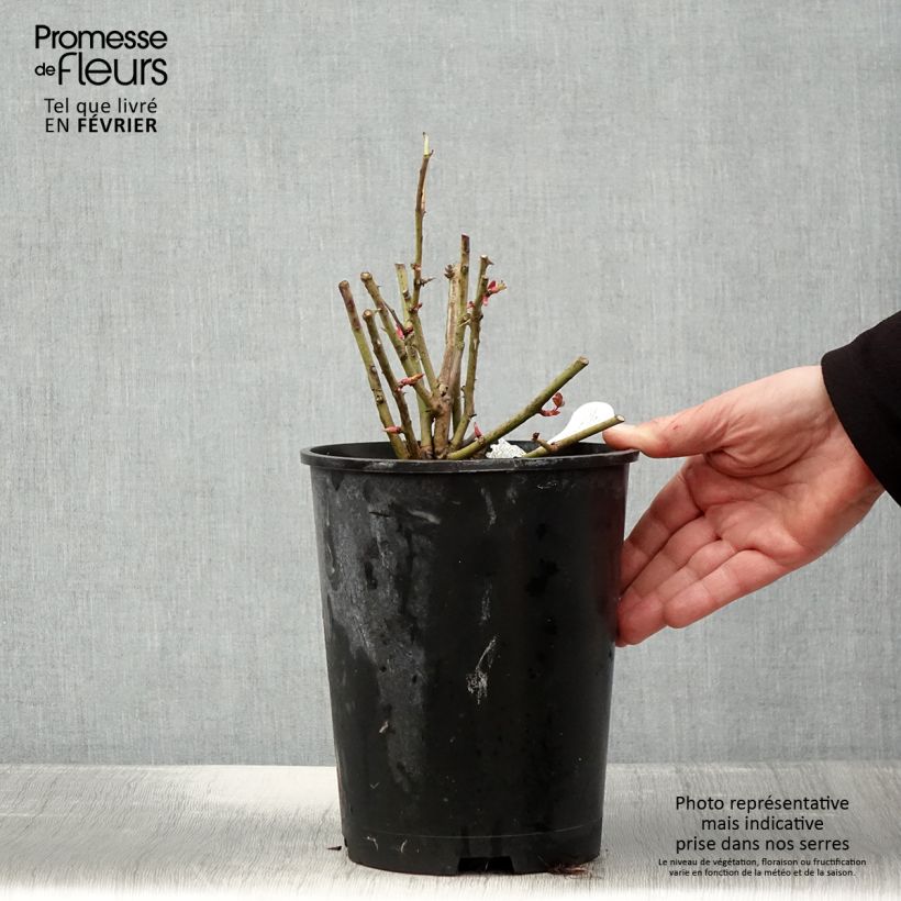 Amostra de Rosier David Austin Port Sunlight Vaso de 4 L/5 L tal como entregue no inverno