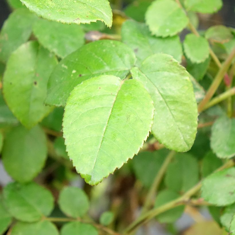 Roseira inglesa Port Sunlight (Folhagem)