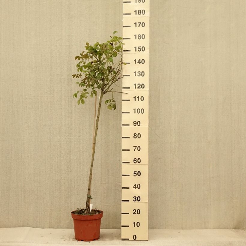 Amostra de Roseira inglesa Port Sunlight Vaso de 7,5 L/10 L, Haste tal como entregue no verão