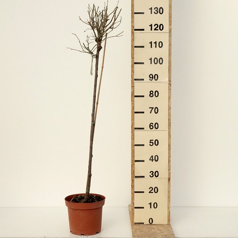 Amostra de Rosier David Austin Port Sunlight Vaso de 7,5 L/10 L, Haste tal como entregue no inverno