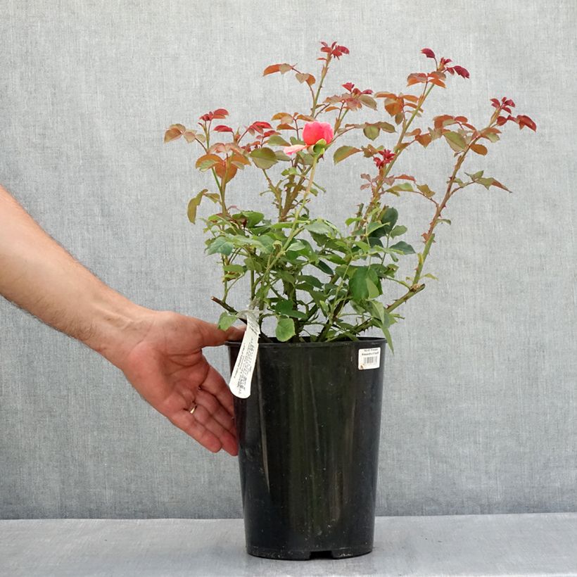 Amostra de Roseira inglesa Princess Alexandra of Kent Vaso de 4 L/5 L tal como entregue no verão