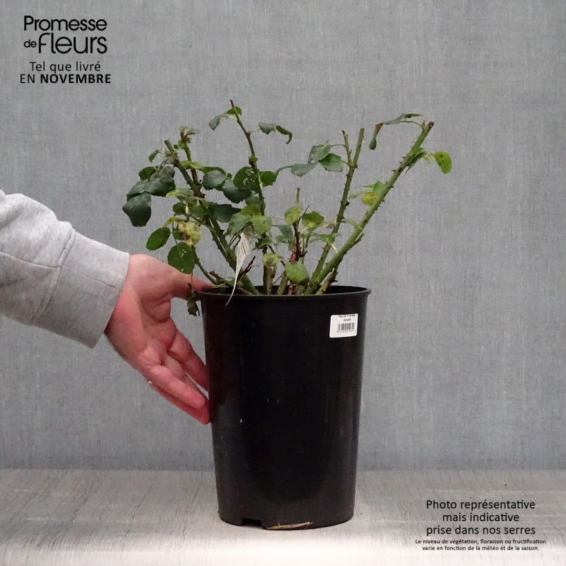 Amostra de Roseira inglesa Princess Anne Vaso de 3 L/4 L tal como entregue no outono