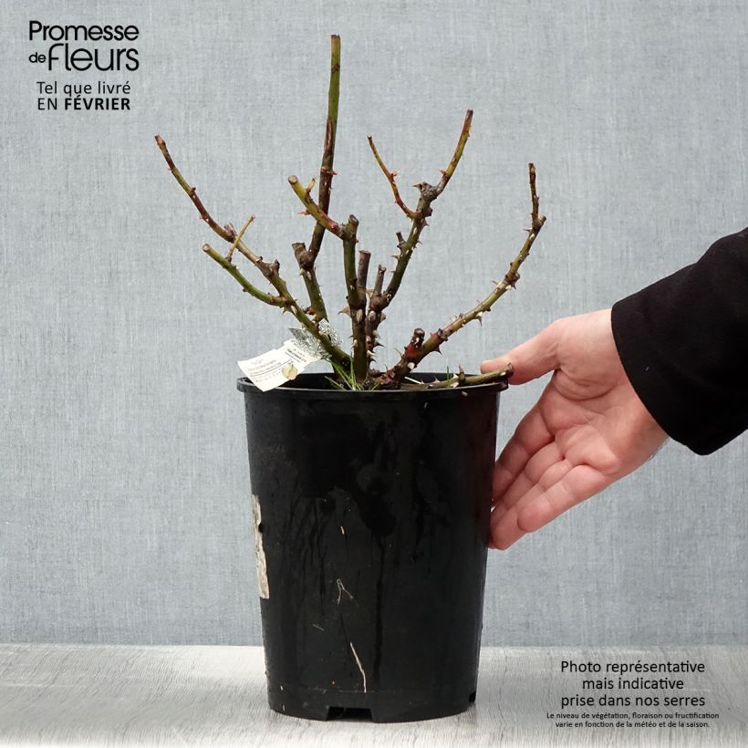 Amostra de Roseira inglesa Roald Dahl Vaso de 4 L/5 L tal como entregue no inverno