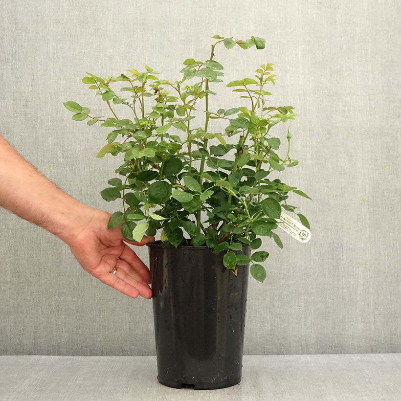 Amostra de Roseira inglesa Royal Jubilee Vaso de 4 L/5 L tal como entregue no verão