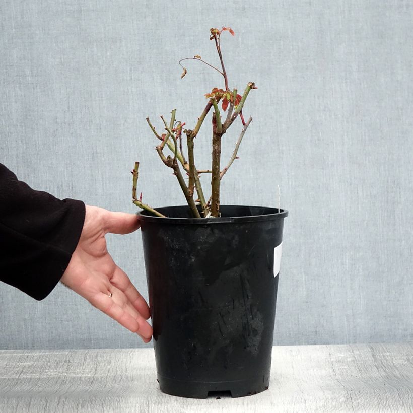 Amostra de Rosier David Austin Strawberry Hill Pot de 4L/5L tal como entregue no outono