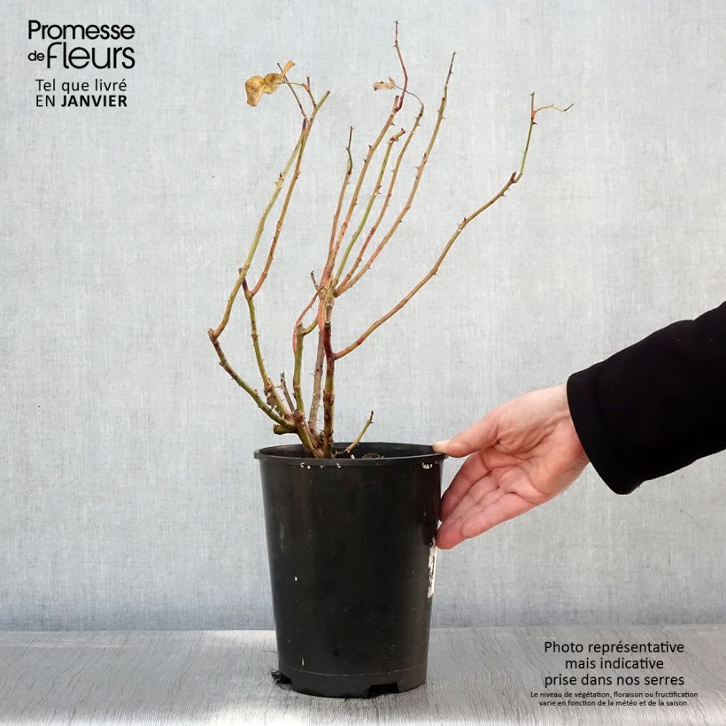 Amostra de Rosier David Austin Strawberry Hill Vaso de 4 L/5 L tal como entregue no inverno