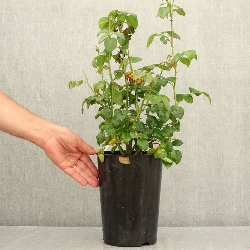 Amostra de Roseira inglesa Strawberry Hill Vaso de 4 L/5 L tal como entregue no verão