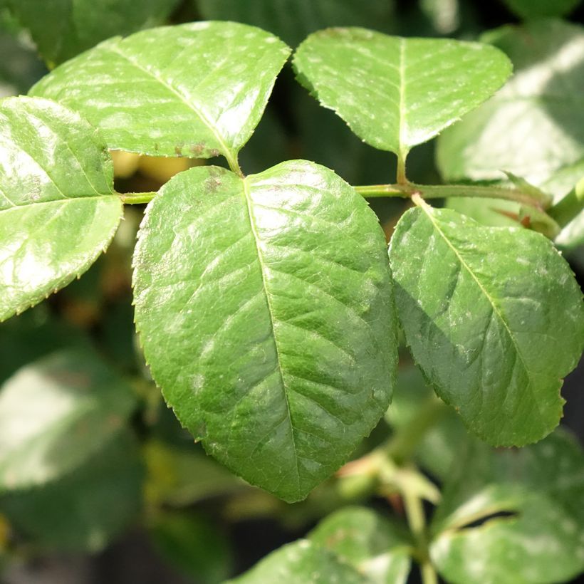 Roseira inglesa Strawberry Hill (Folhagem)