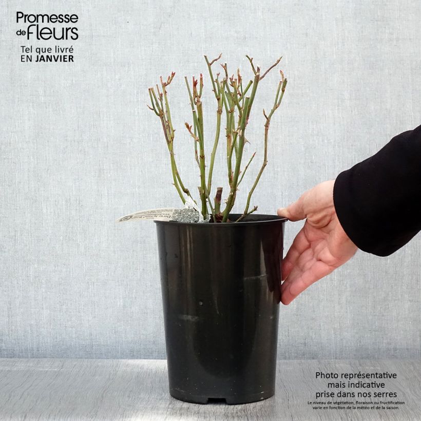Amostra de Roseira inglesa Summer Song Vaso de 4 L/5 L tal como entregue no inverno