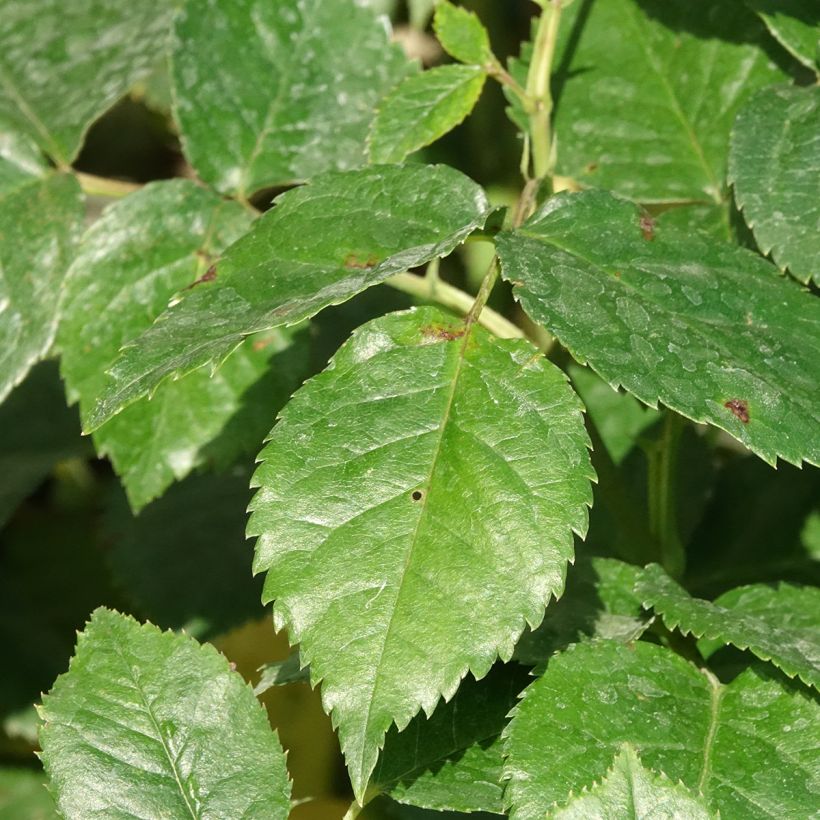 Roseira inglesa Summer Song (Folhagem)
