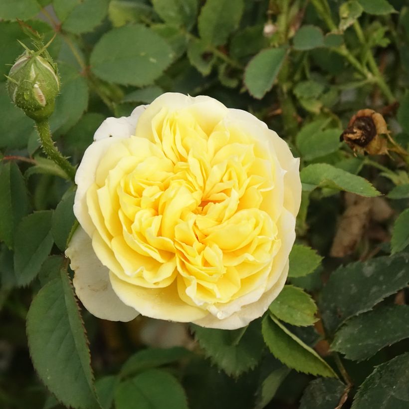 Roseira inglesa The Country Parson (Floração)