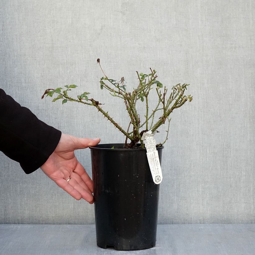 Amostra de Roseira inglesa The Country Parson Vaso de 4 L/5 L tal como entregue no inverno