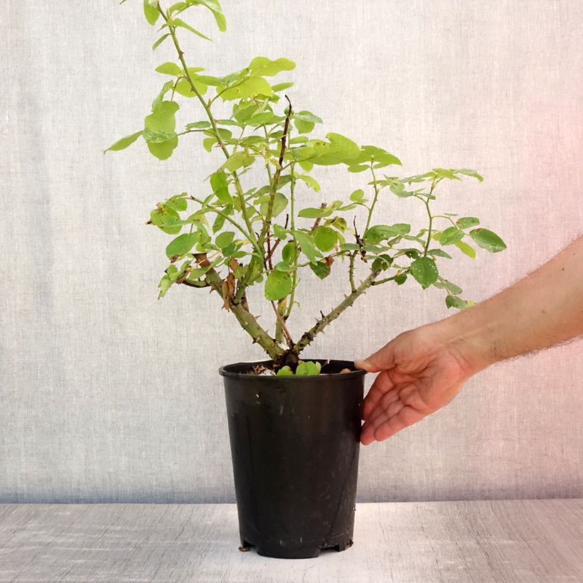 Amostra de Roseira inglesa The Lady Gardener Vaso de 4 L/5 L tal como entregue no verão