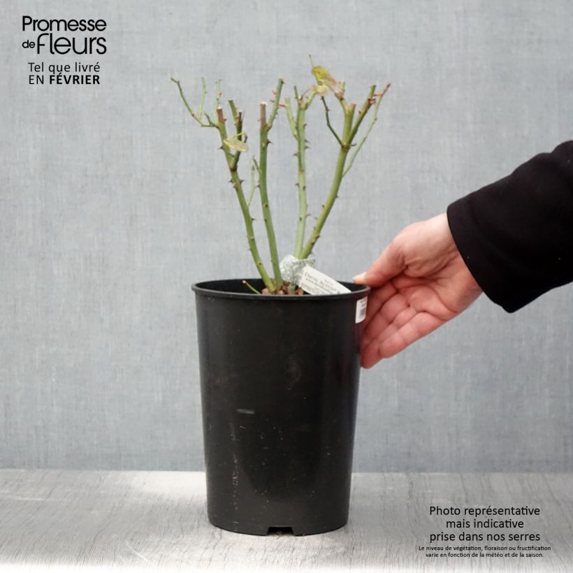 Amostra de Rosier David Austin The Lady Gardener  Vaso de 4 L/5 L tal como entregue no inverno