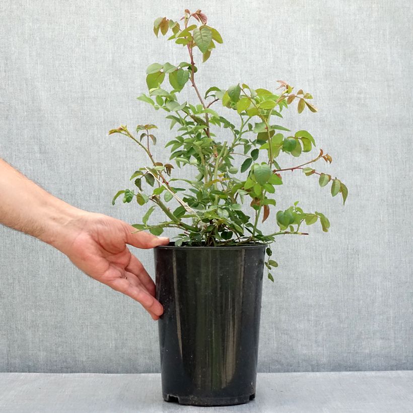 Amostra de Rosier David Austin The Lady of the Lake  Vaso de 4 L/5 L tal como entregue no verão