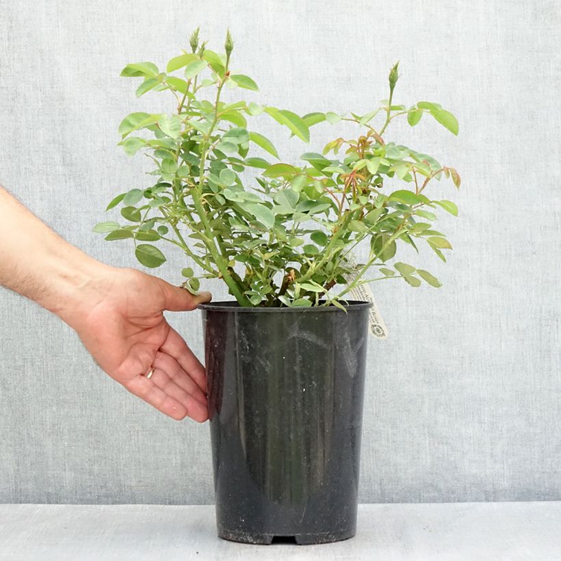 Amostra de Roseira inglesa The Lark Ascending Vaso de 4 L/5 L tal como entregue no verão