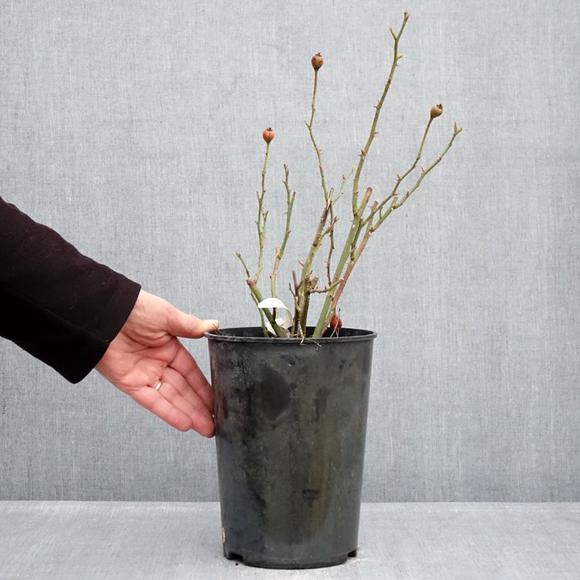 Amostra de Roseira inglesa The Lark Ascending Vaso de 4 L/5 L tal como entregue no inverno