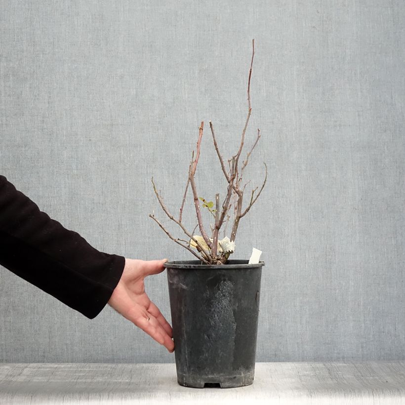 Amostra de Roseira inglesa The Mill on the Floss Vaso de 4 L/5 L tal como entregue no inverno