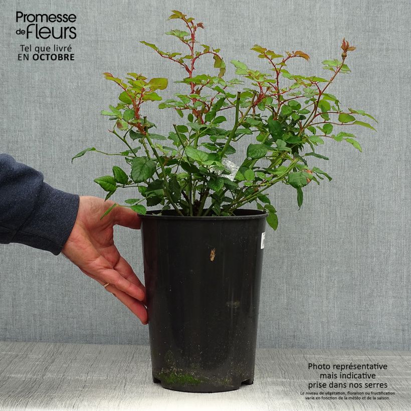 Amostra de Roseira inglesa The Poet's Wife Vaso de 4 L/5 L tal como entregue no outono