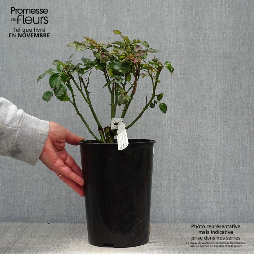 Amostra de Roseira inglesa Tranquility Vaso de 4 L/5 L tal como entregue no outono