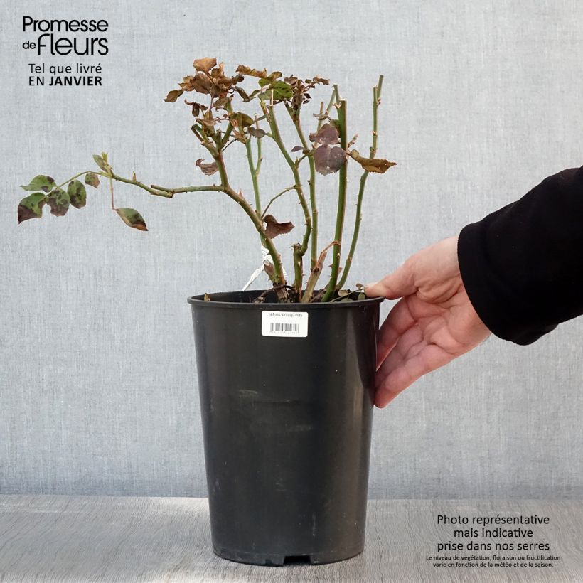 Amostra de Rosier David Austin Tranquillity Vaso de 4 L/5 L tal como entregue no inverno