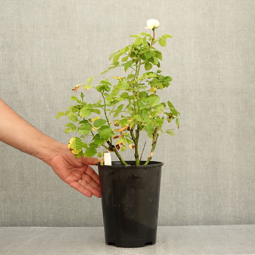 Amostra de Roseira inglesa Tranquility Vaso de 4 L/5 L tal como entregue no verão