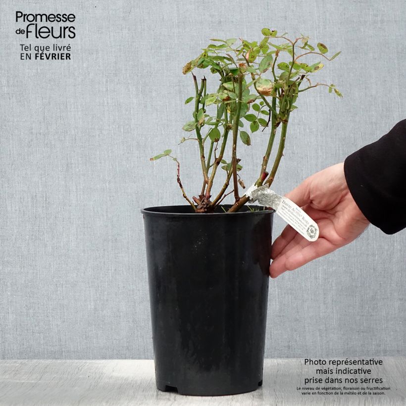 Amostra de Roseira inglesa Vanessa Bell Vaso de 4 L/5 L tal como entregue no inverno