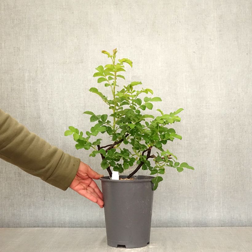 Amostra de Roseira inglesa Wild Edric Vaso de 4 L/5 L tal como entregue na primavera