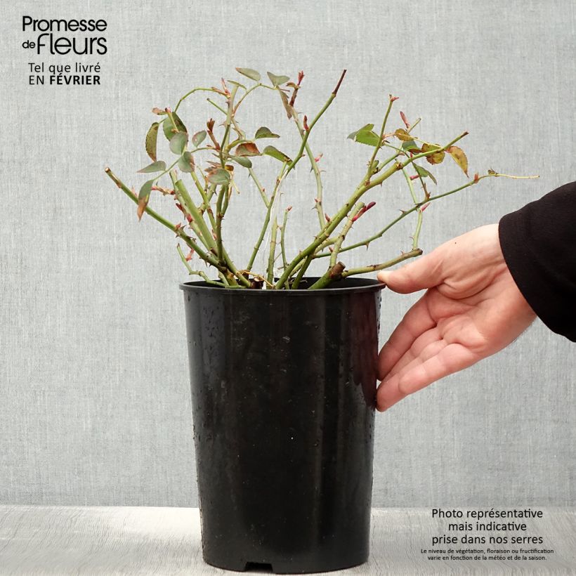 Amostra de Roseira inglesa Wildeve Vaso de 4 L/5 L tal como entregue no inverno