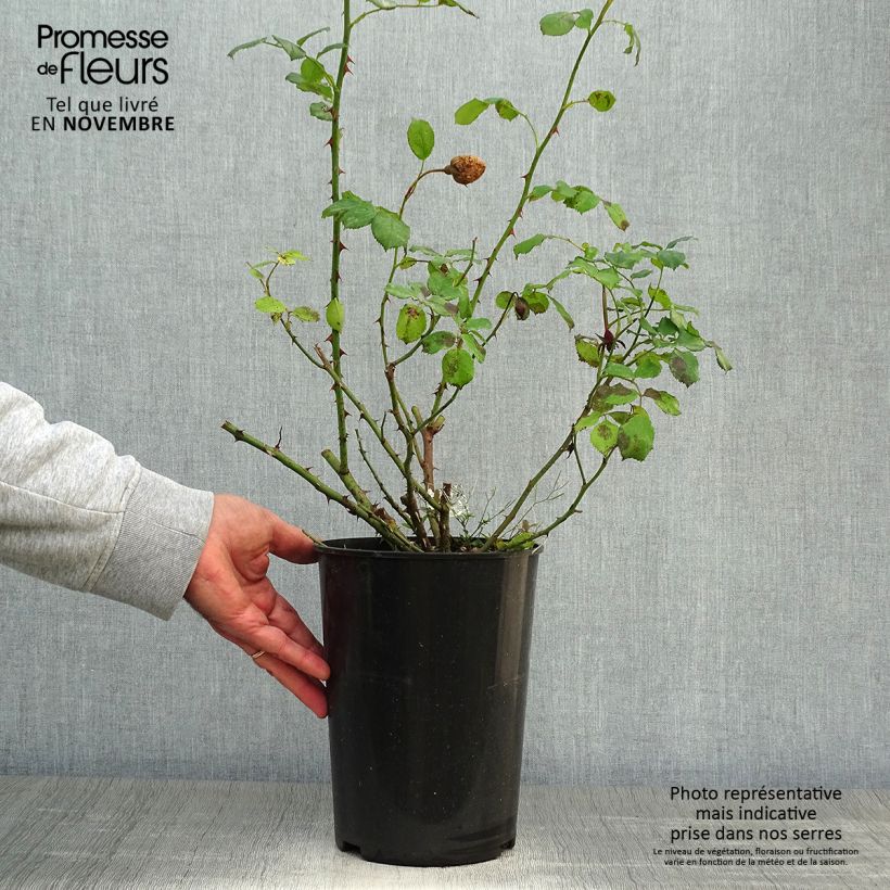 Amostra de Roseira inglesa William and Catherine Vaso de 4 L/5 L tal como entregue no outono