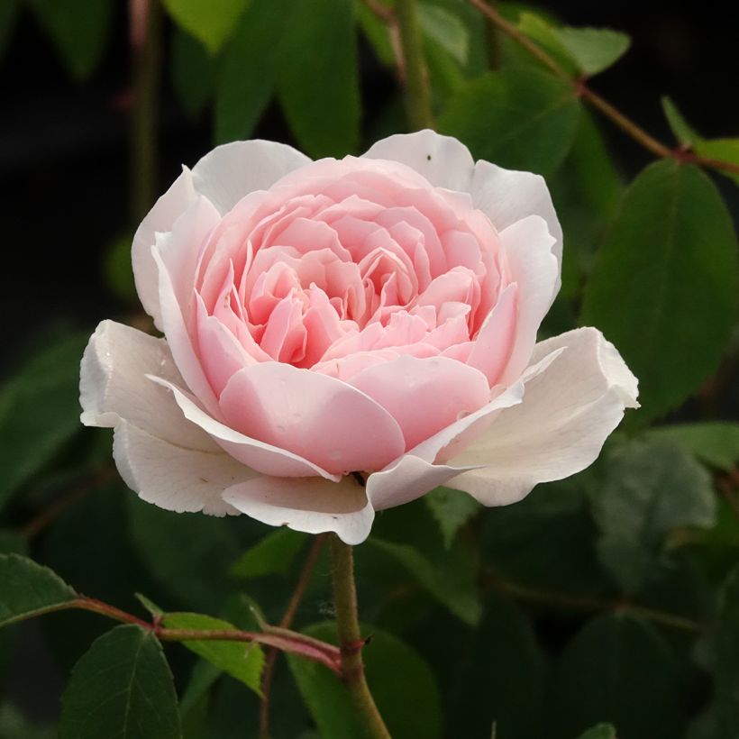 Roseira inglesa Wisley 2008 (Floração)