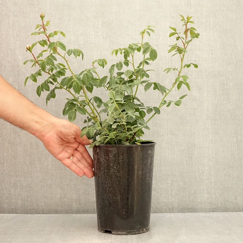 Amostra de Roseira inglesa Wisley 2008 Vaso de 4 L/5 L tal como entregue no verão