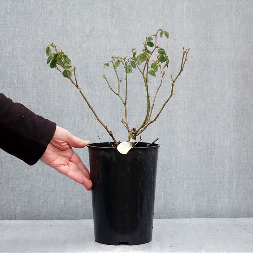 Amostra de Roseira inglesa Wisley 2008 Vaso de 4 L/5 L tal como entregue no inverno