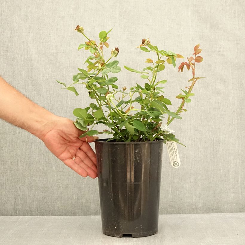Amostra de Roseira inglesa Wollerton Old Hall - Rosa Vaso de 4 L/5 L tal como entregue no verão