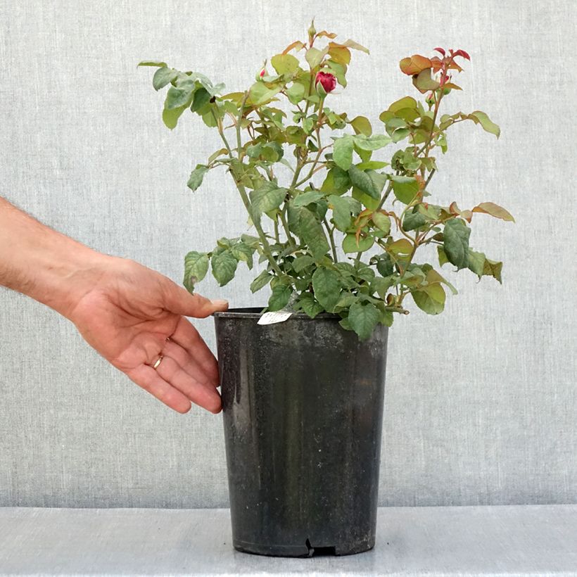 Amostra de Roseira inglesa Young Lycidas - Rosa Vaso de 4 L/5 L tal como entregue no verão