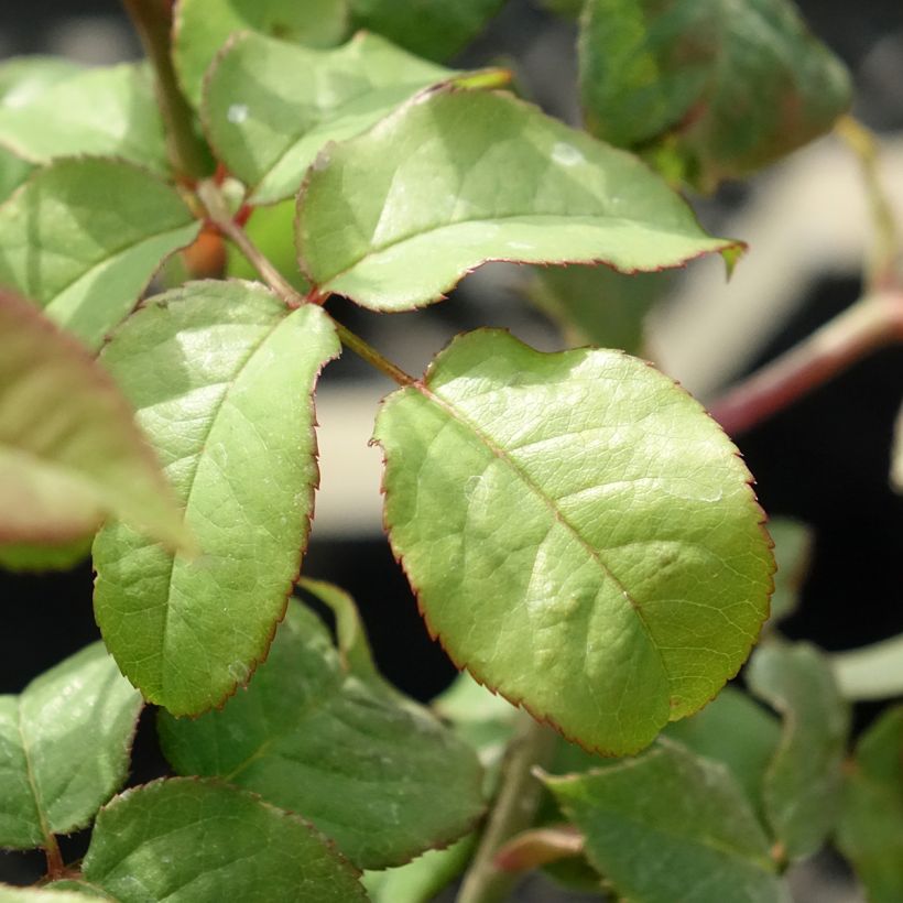 Roseira inglesa Young Lycidas - Rosa (Folhagem)