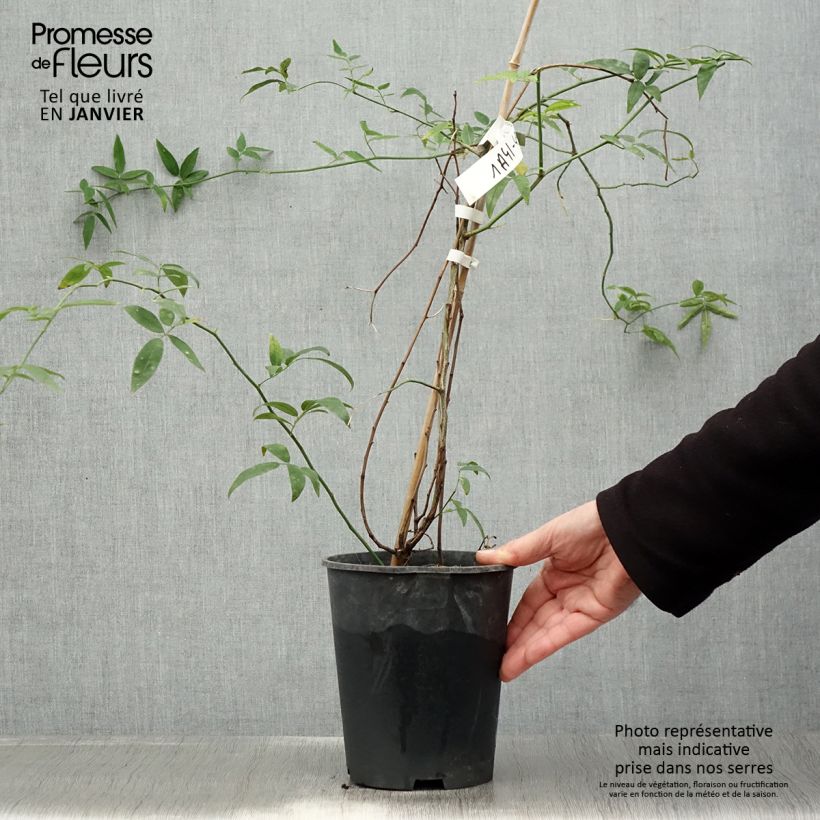 Amostra de Rosa banksiae var. banksiae Alba Plena - Roseira de Banks Vaso de 2 L/3 L tal como entregue no inverno