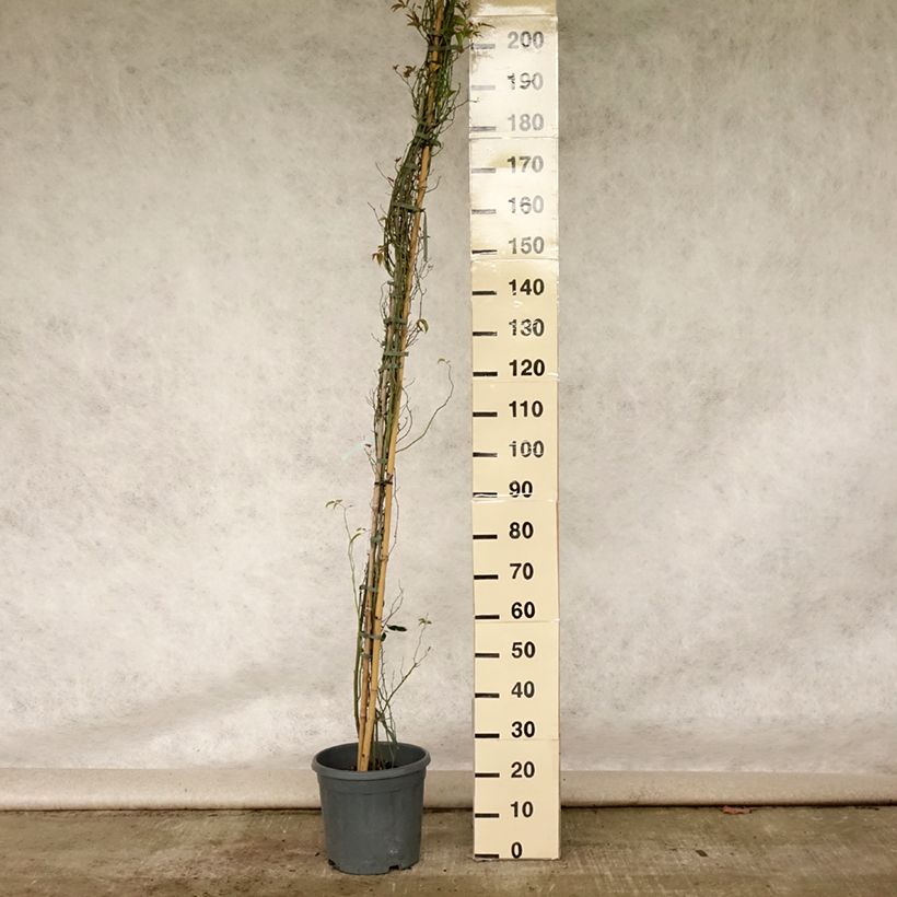 Amostra de Rosa banksiae var. banksiae Alba Plena - Roseira de Banks Vaso de 6 L/7 L tal como entregue no verão