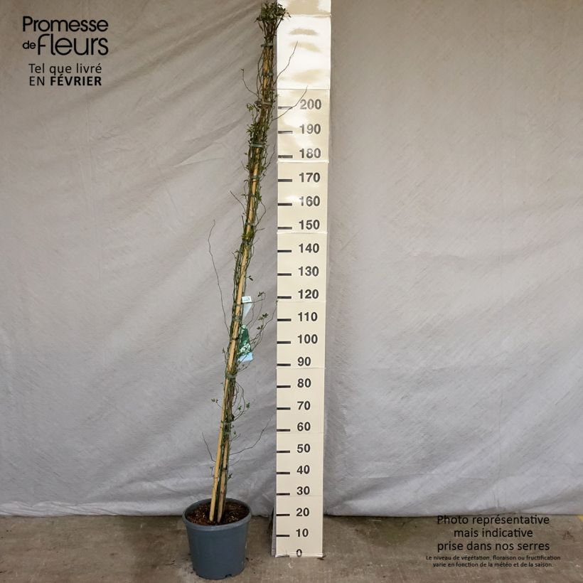 Amostra de Rosa banksiae var. banksiae Alba Plena - Roseira de Banks Vaso de 6 L/7 L tal como entregue no inverno